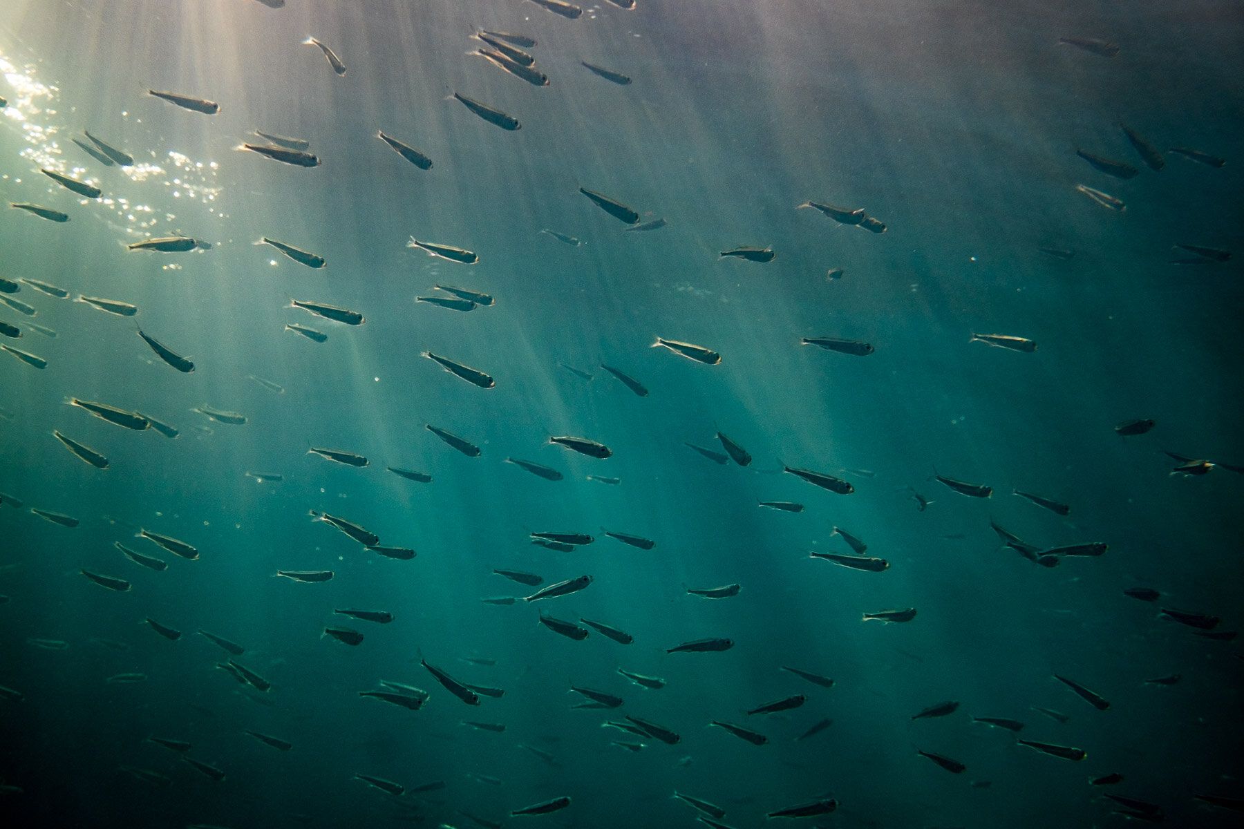 Red Sea Underwater