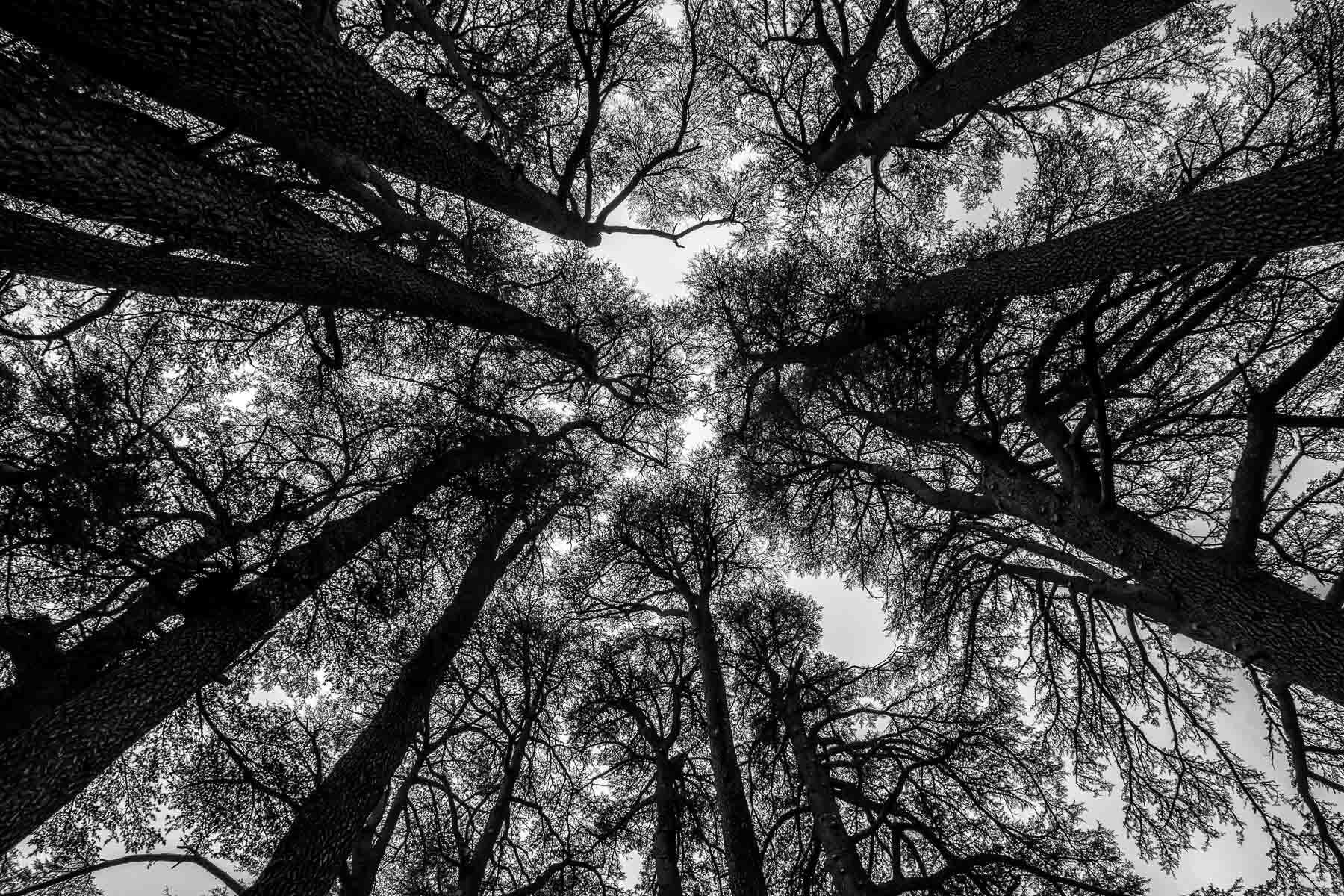 Cedar Trees
