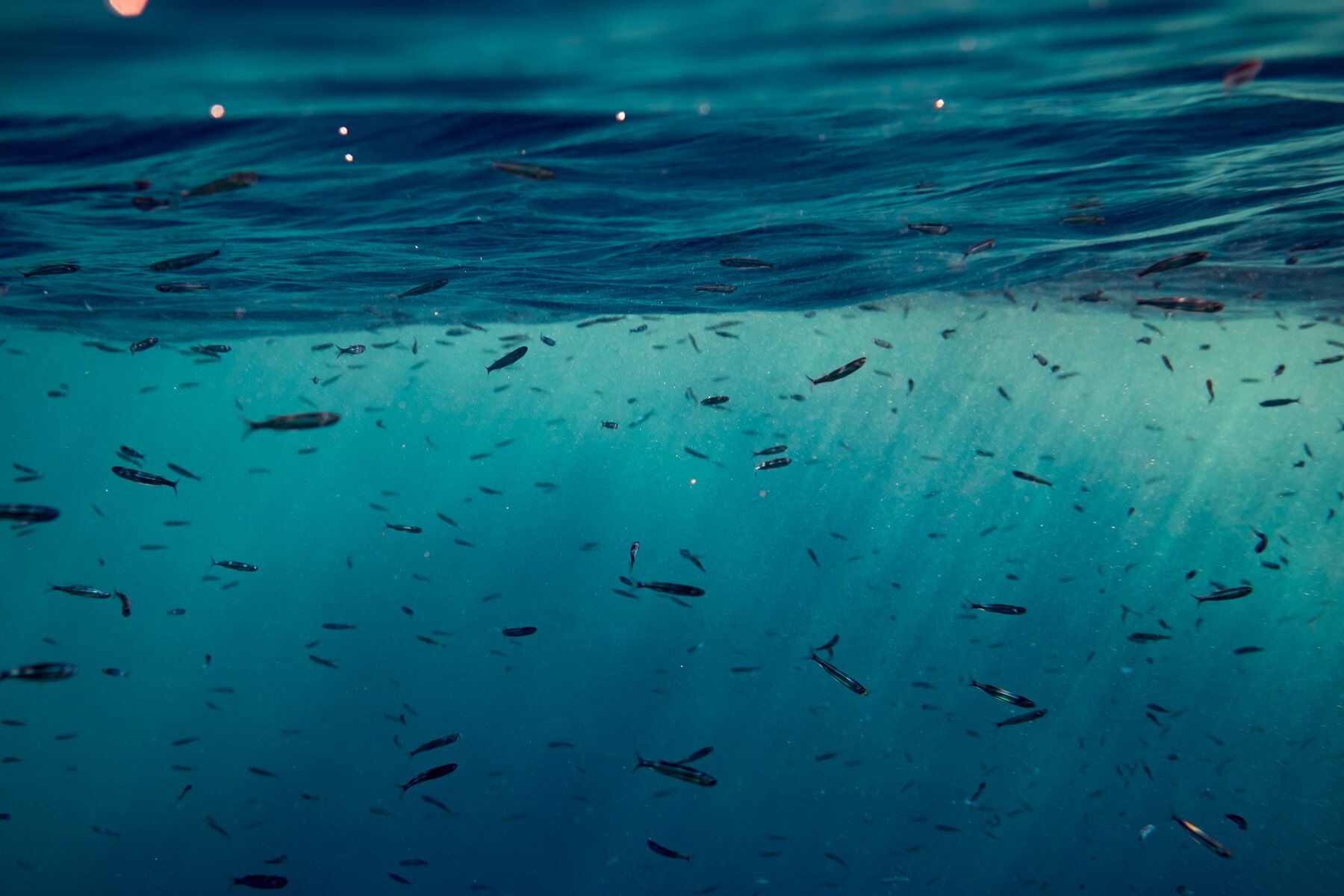 Red Sea Underwater