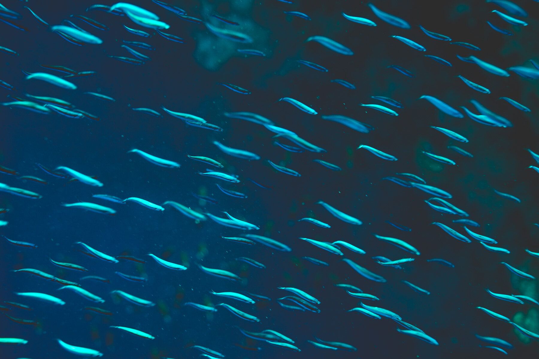 Red Sea Underwater