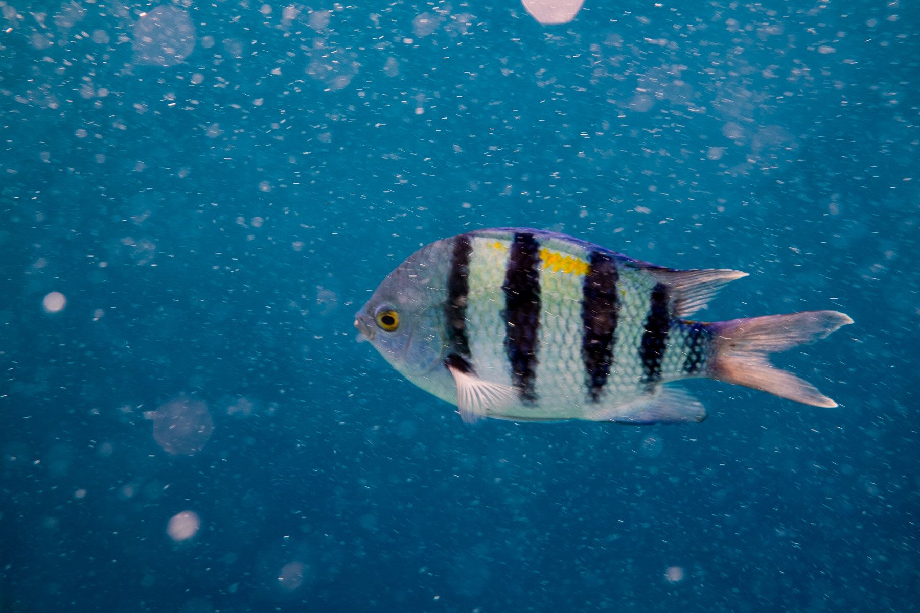 Red Sea Underwater